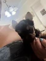 Charli , a male Yorkshire Terrier for sale in West Palm Beach, FL – 1 of 2