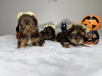 Choco, a male Yorkshire Terrier for sale in West Palm Beach, FL – 4 of 5