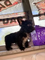 Cocoa , a male Yorkshire Terrier for sale in West Palm Beach, FL – 4 of 7