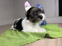 Toby, a  Yorkshire Terrier for sale in West Palm Beach, FL – Photo 2 of 4