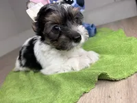 Toby, a  Yorkshire Terrier for sale in West Palm Beach, FL – Photo 1 of 4