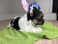 Toby, a  Yorkshire Terrier for sale in West Palm Beach, FL – Photo 4 of 4