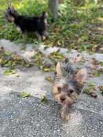 Poppy, a male Yorkshire Terrier for sale in West Palm Beach, FL – 4 of 4