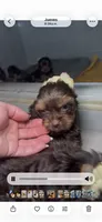 Chocolate , a male Yorkshire Terrier for sale in West Palm Beach, FL – 2 of 7