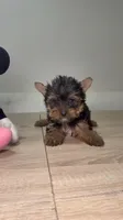 Papi, a male Yorkshire Terrier for sale in West Palm Beach, FL – 3 of 5