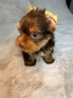 Choco , a male Yorkshire Terrier for sale in West Palm Beach, FL – 2 of 9