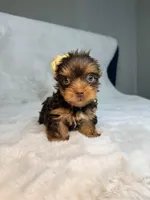 Choco , a male Yorkshire Terrier for sale in West Palm Beach, FL – 5 of 9