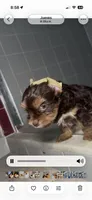 Chocolate , a male Yorkshire Terrier for sale in West Palm Beach, FL – 3 of 7