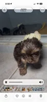 Chocolate , a male Yorkshire Terrier for sale in West Palm Beach, FL – 6 of 7