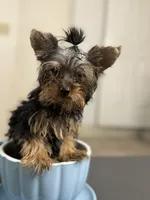 Enzo , a male Yorkshire Terrier for sale in West Palm Beach, FL – 1 of 2