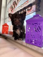 Cocoa , a male Yorkshire Terrier for sale in West Palm Beach, FL – 5 of 7