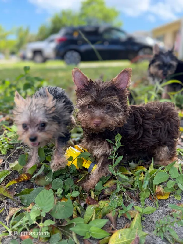 Poppy – Yorkshire Terrier puppy for sale in West Palm Beach, FL