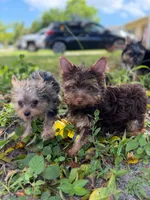 Poppy, a male Yorkshire Terrier for sale in West Palm Beach, FL – 1 of 4