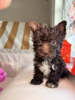 Cocoa , a male Yorkshire Terrier for sale in West Palm Beach, FL – 1 of 7