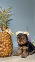 Cherry , a female Yorkshire Terrier for sale in West Palm Beach, FL – Photo 2 of 3