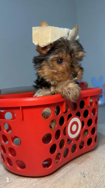 Cherry  – Yorkshire Terrier puppy for sale in West Palm Beach, FL