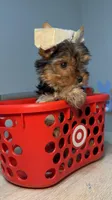 Cherry , a female Yorkshire Terrier for sale in West Palm Beach, FL – Photo 1 of 3