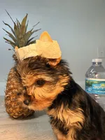 Cherry , a female Yorkshire Terrier for sale in West Palm Beach, FL – Photo 3 of 3