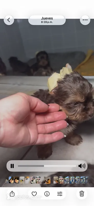Chocolate  – Yorkshire Terrier puppy for sale in West Palm Beach, FL