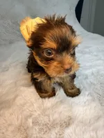 Choco , a male Yorkshire Terrier for sale in West Palm Beach, FL – 8 of 9