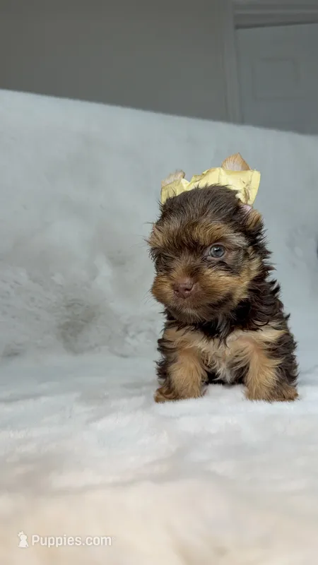 Choco , a male Yorkshire Terrier for sale in West Palm Beach, FL – 1 of 9