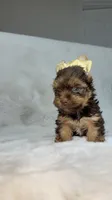Choco , a male Yorkshire Terrier for sale in West Palm Beach, FL – 1 of 9