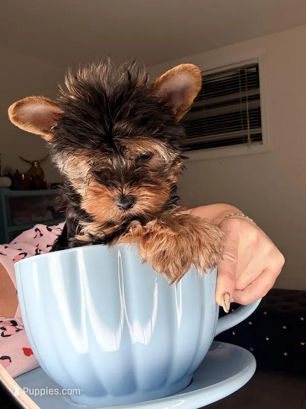 Main  – Yorkshire Terrier puppy for sale in West Palm Beach, FL