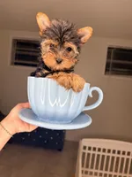 Main , a male Yorkshire Terrier for sale in West Palm Beach, FL – Photo 4 of 5