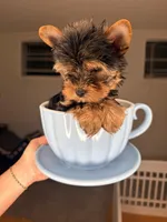 Main , a male Yorkshire Terrier for sale in West Palm Beach, FL – Photo 5 of 5