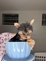 Main , a male Yorkshire Terrier for sale in West Palm Beach, FL – Photo 2 of 5