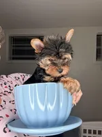 Main , a male Yorkshire Terrier for sale in West Palm Beach, FL – Photo 3 of 5