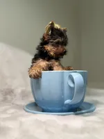 El chicle , a male Yorkshire Terrier for sale in West Palm Beach, FL – 1 of 4