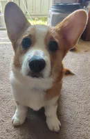 pebbles, a female Pembroke Welsh Corgi for sale in Capitola, CA – 2 of 2