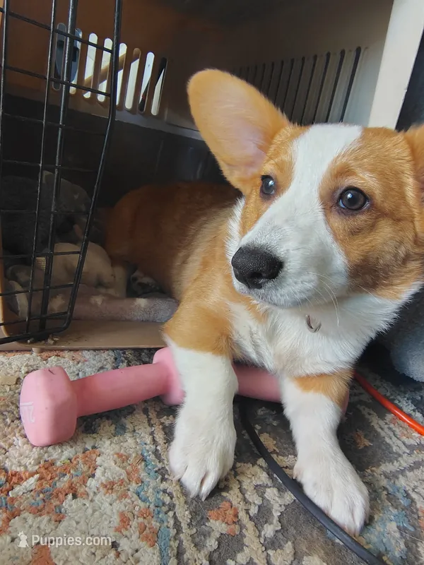 pebbles – Pembroke Welsh Corgi puppy for sale in Capitola, CA