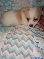 REDUCED Hercules, a male Chiweenie for sale in Toledo, OH – 6 of 6