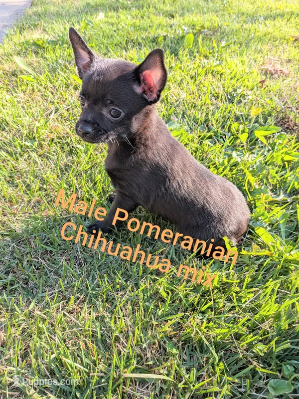  REDUCED Lance – Chihuahua, Pomchi puppy for sale in Toledo, OH