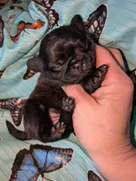 Margo 1, a female Pug for sale in Toledo, OH – 2 of 2