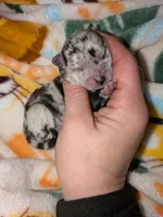 Pruitt , a female Pomchi for sale in Toledo, OH – 7 of 7