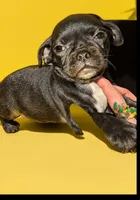  REDUCED Chalie, a male Chug for sale in Toledo, OH – 2 of 2