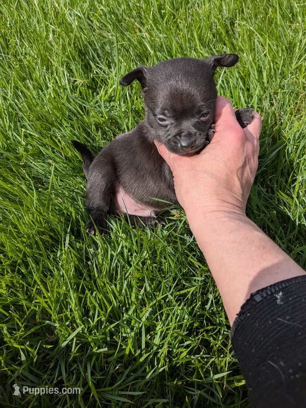 Lance – Chihuahua, Pomchi puppy for sale in Toledo, OH