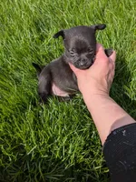  REDUCED Lance, a male Chihuahua and Pomchi for sale in Toledo, OH – 1 of 8