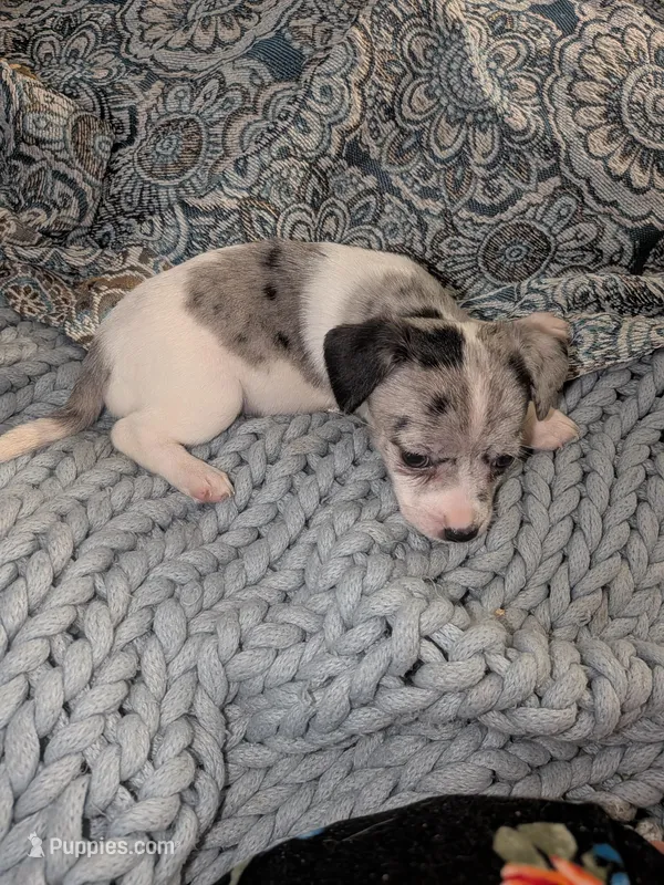 Grace – Miniature Dachshund puppy for sale in Toledo, OH