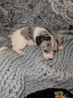 Grace, a female Miniature Dachshund for sale in Toledo, OH – 1 of 1