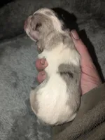 Grace, a female Miniature Dachshund for sale in Toledo, OH – Photo 2 of 2