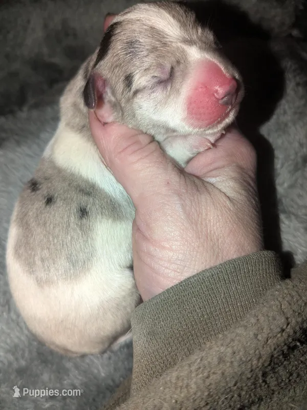 Grace – Miniature Dachshund puppy for sale in Toledo, OH