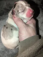 Grace, a female Miniature Dachshund for sale in Toledo, OH – Photo 1 of 2