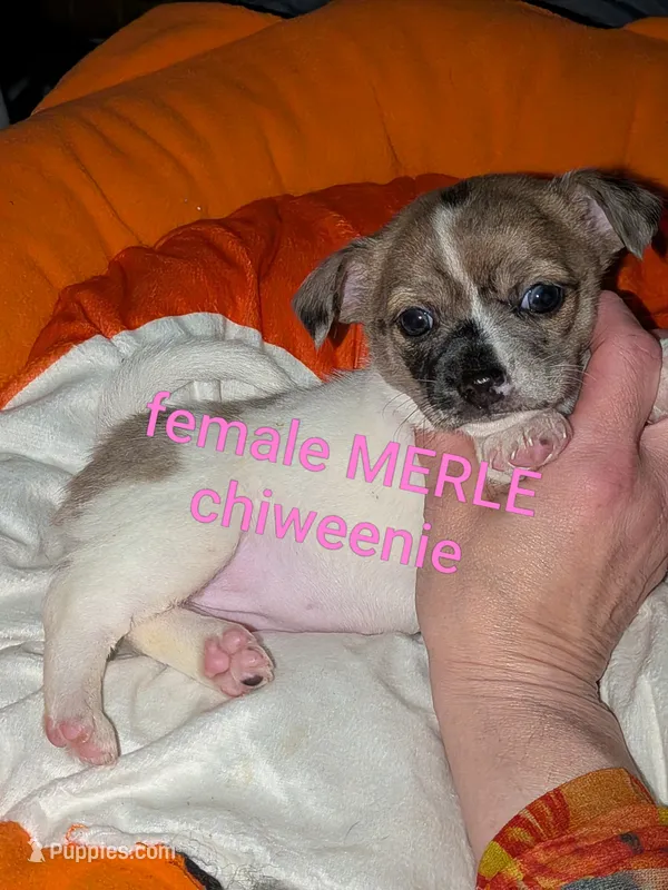  Darla – Chiweenie puppy for sale in Toledo, OH