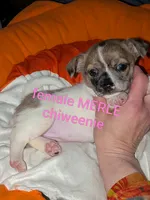  Darla, a female Chiweenie for sale in Toledo, OH – 1 of 5