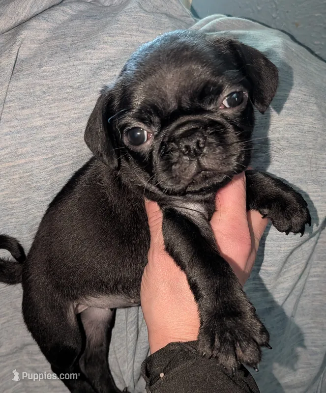 Margo 2 – Pug puppy for sale in Toledo, OH
