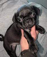 Margo 2, a female Pug for sale in Toledo, OH – 1 of 3